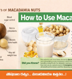 Macadamia farm